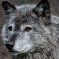 Roy Berger - Grey Wolf Portrait