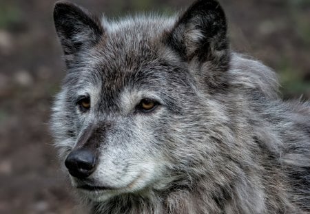 Roy Berger - Grey Wolf Portrait - portrait, beautiful wolf, roy berger, wolf