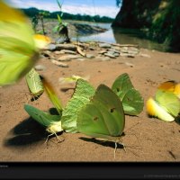 Little Green Butterflies.