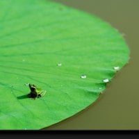 Little Green Froggy On A Big Green Leaf.