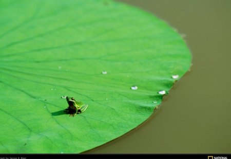 Little Green Froggy On A Big Green Leaf. - green, nice, a, frog