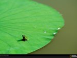 Little Green Froggy On A Big Green Leaf.