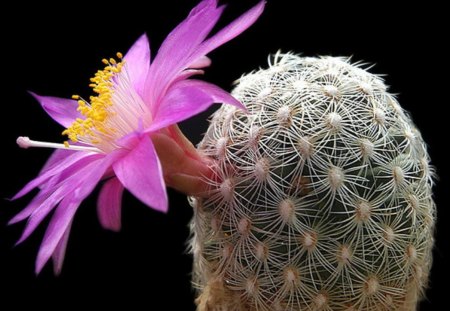 Cactus flower in the desert. - nature, design, desert, flower