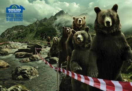 rescued by humans,from the humans - crowd, bear, sad, bears, animals