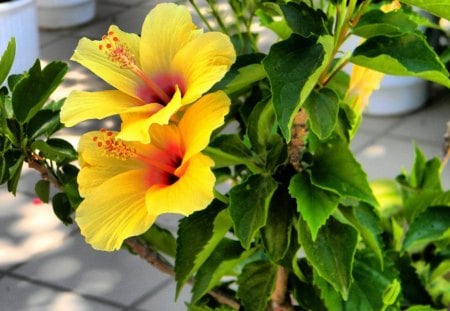 Hibiscus - hibiscus, yellow, green, leaves