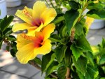 Hibiscus