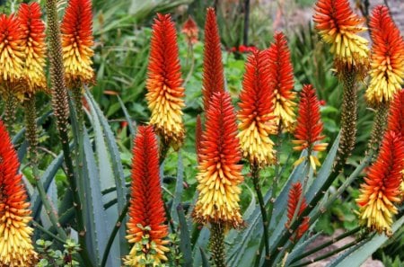 Aloe Vera - cactus, aloe, vera, flowers