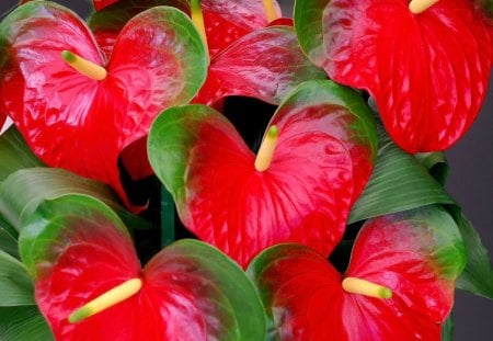 Anthurium - anthurium, five, flowers, red