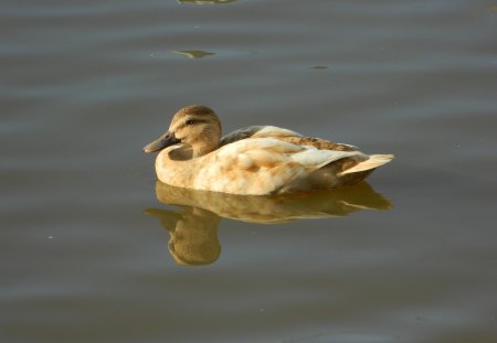 In still waters - bird, duck, water, nature, beauty