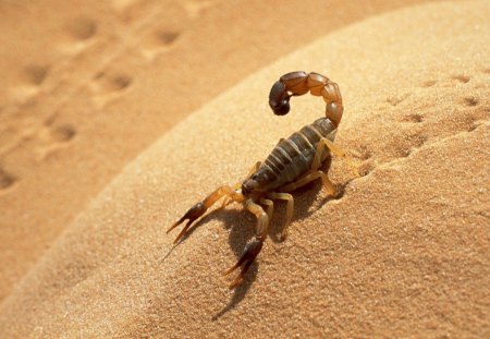 Scorpion - summer, sand, scorpion, desert, dune, hot, insect