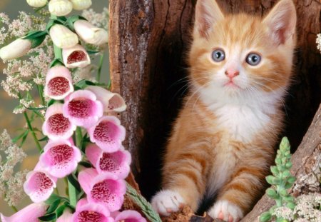 Cute kitten - kitty, funny, animals, petals, cute, flowers, cat