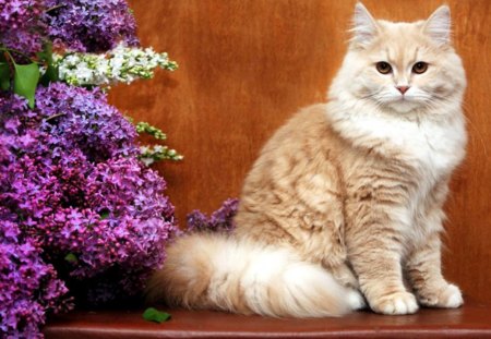 Lovely cat - kitty, funny, animals, petals, cute, flowers, cat