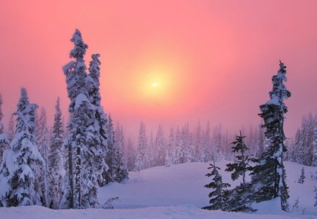 PINK SKY WINTER - ice, plantation, trees, sun, winter, sunset, rosy sky, forest, snow, afternoon, arctic