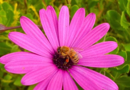 bee on a daisy - nature, bugs, mauves, bees, pinks, flowers, daisies