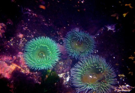 Under the North West Pacific - sea life, animals, rainbow colors, island