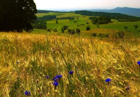 Field - sky, wheat, mountain, meadow, field, nature, yellow, green, flowers, golden