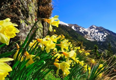 Mountain flowers - slope, sky, mountain, peaceful, summer, blue sky, narcissus, rocks, nature, yellow, beautiful, green, sunny, flowers, grass