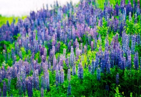 purple lupines - flowers, nature, purple, field, lupines