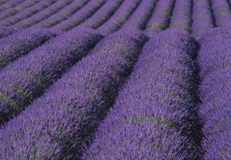 lavander field - nature, purple, summer, flowers, field, lavander