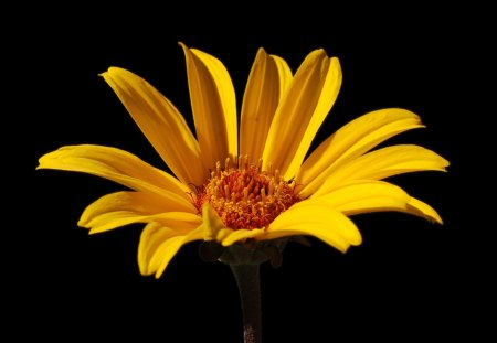 sunflower - flower, yellow, sunflower, nature