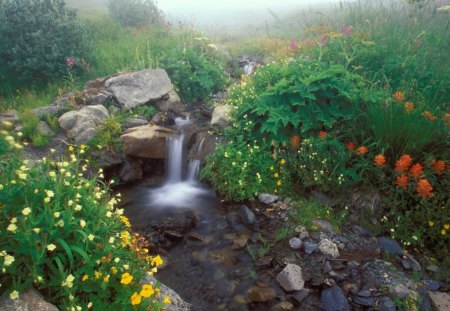 Nature - nature, meadows, garden, misty