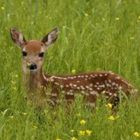 Deer in tall grass