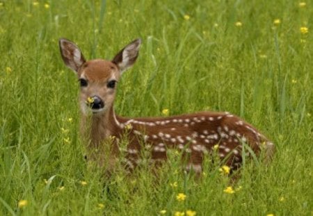 Deer in tall grass - animal, nature, deer, grass