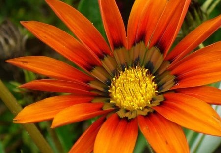 Flower garden - nature, orange, yellow, flower