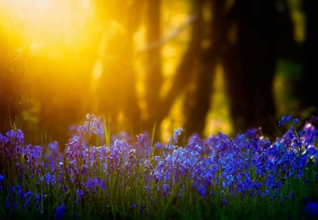 magical - sunlight, trees, bluebells, blue, grass, magical, flower, tree, flowers, nature