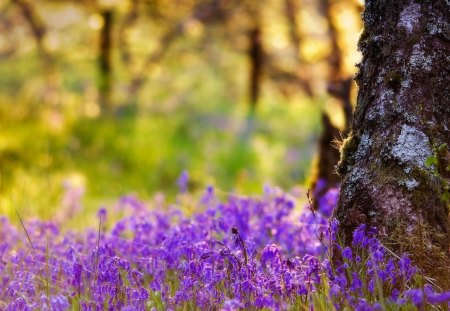 Bluebells - sunlight, bluebells, nature, grass, forest, flower, bluebell, tree