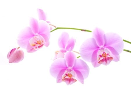 ♥Three delicate♥ - lavender, purple, soft pink, fashion, orchids, entertainment, violet