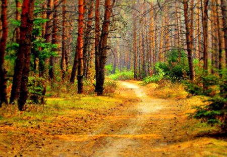 Taking a Walk in the Forest - yellow, bushes, gold, colors, forest, daylight, leaves, path, nature, trunks, autumn, red, green, day, limbs