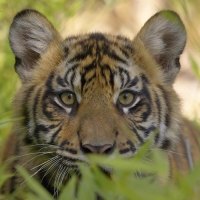 SUMATRAN TIGER CUB