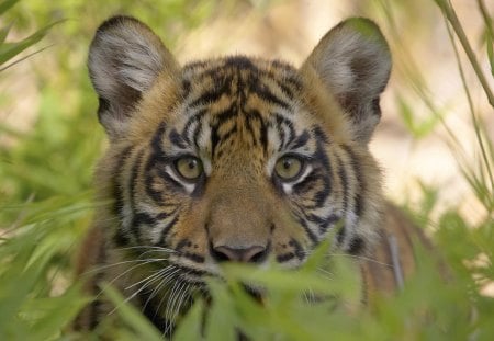 SUMATRAN TIGER CUB - jungle, babies, cats, forest, tigers, wildlife