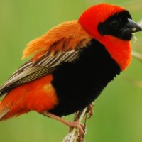 SOUTHERN RED BISHOP