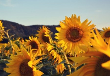 Gorgeous Sunflowers - beautiful, flowers, leaves, yellow, stems, daylight, seeds, sky, petals, sunflowers, nature, mountain, day, green