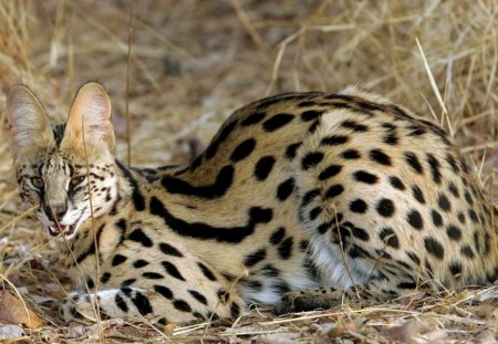 AFRICAN SERVAL - bushveld, africa, cats, animals, wildlife