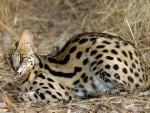 AFRICAN SERVAL