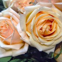 for you applejackqueen from kate