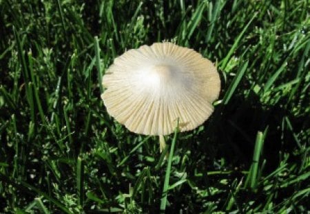 Umbrella Mushroom in my garden - drop, white, water, mushroom, green, photography, grass