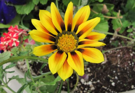 Gazania Yellow Flower in my garden