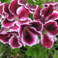 Purple flowers in my garden