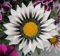 Gazania Flower one of the kind