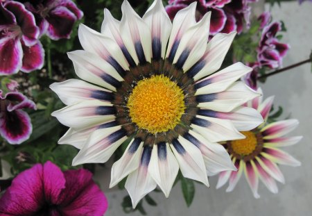 Gazania Flower one of the kind - photography, purple, yellow, pale, pink, gazania, blue, green, flowers