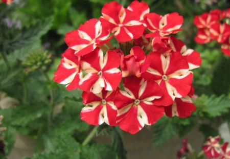 Verma flowers in red and white - white, verma, photography, red, green, flowers