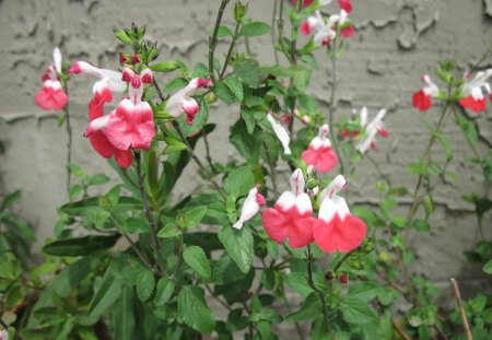 Hot Lips Flowers  - white, red, photography, green, flowers, hot lips