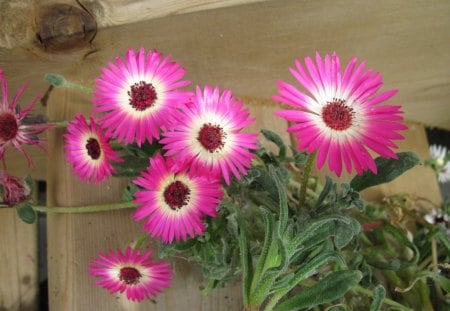 Red daisy flowers - white, red, photography, green, flowers, daisy