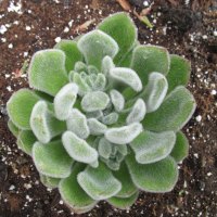 Fuzzy Echeveria green plant 