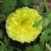 pretty yellow Dahlia  in my garden