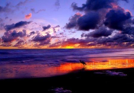 Beautiful dawn - waer, blue heron, purple, bird, beautiful, beach, sand, heron, clouds, nature, colors, waves, dawn